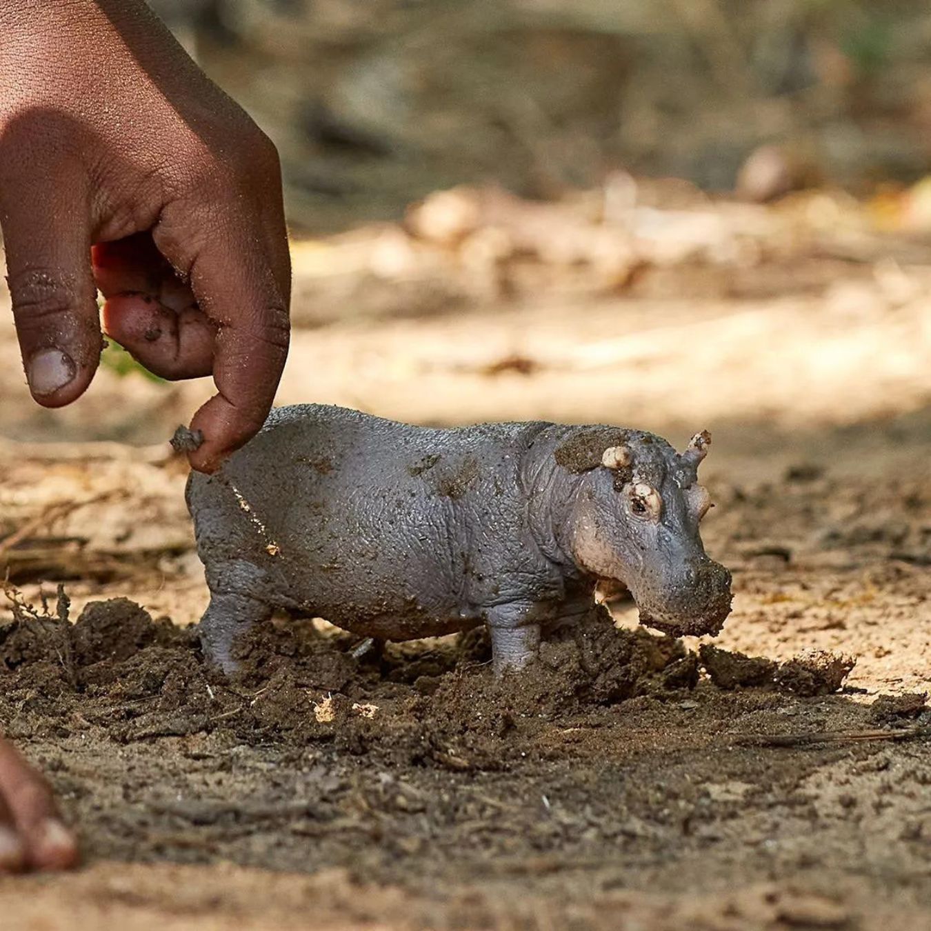 Tribu Box „Schleich SAFARI" – 36+ Monate – Entdecken, Staunen, Geschichten erfinden